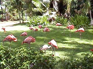 HAWAII ZOO�̃t���~���S